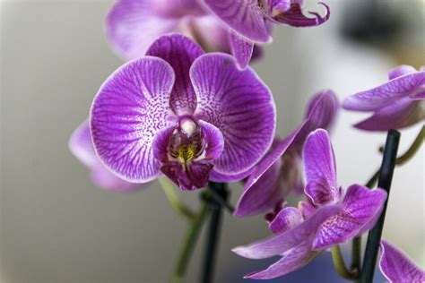 Orchid Flower Meaning and Symbolism - MORFLORA