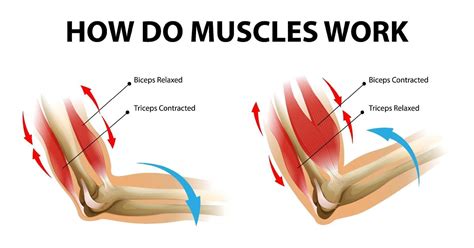 Movement process of the arm muscle Biceps and Triceps 1928991 Vector Art at Vecteezy