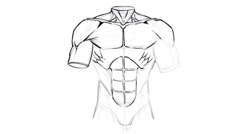 Dynamic Anatomy For Artists - Muscles Of The Torso - Design Cuts