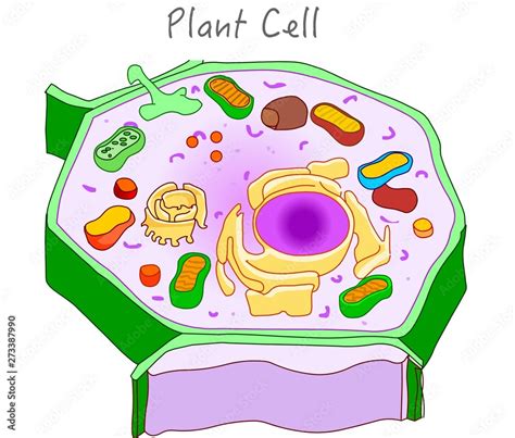 Plant cell structure. Plant cell parts diagram. Diagram with computer ...