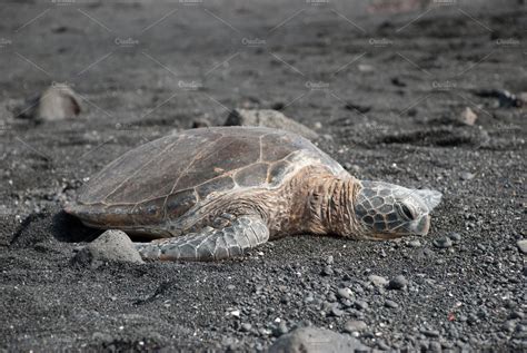 Turtle Resting in Hawaii | Animal Stock Photos ~ Creative Market