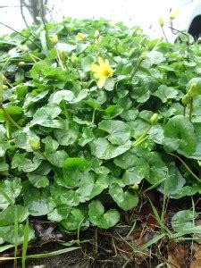 Lesser celandine – Edibility, distribution, identification – Galloway ...