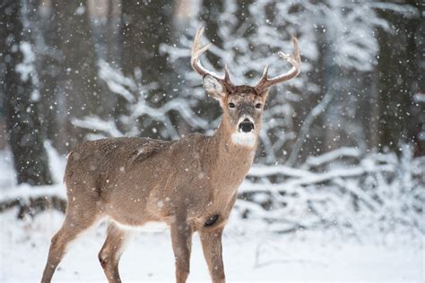 University of Minnesota study tests wildlife for SARS-CoV-2 virus | University of Minnesota