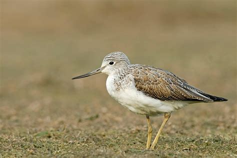 Common Greenshank - Birds and Blooms