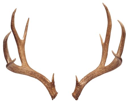 Reindeer Antler Moose White-tailed deer - deer png download - 447*365 - Free Transparent Deer ...