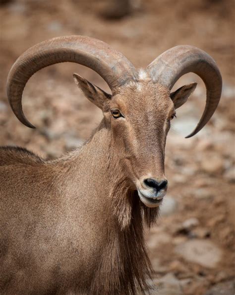 Aoudad Ram Sheep Has Large Thick Curved Horns. Stock Photo - Image of ...