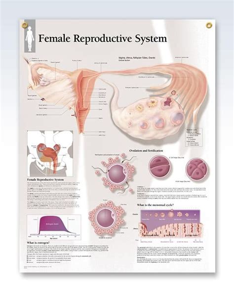 Female Reproductive System Chart 22x28 | Reproductive system, Female reproductive system, Female ...