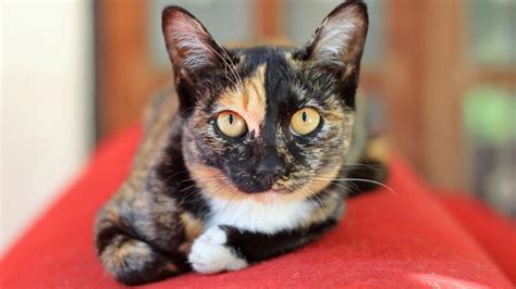 Are Calico Cats Good With Dogs