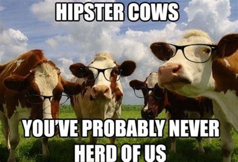 Cow Puns | Funny Cow Memes