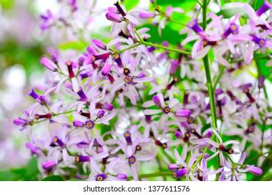 Melia Azedarach Flower Stock Photo (Edit Now) 1377611576