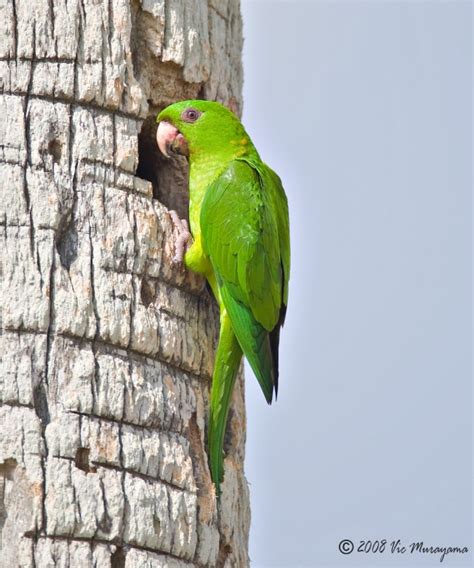 Green Parakeet | BirdPhotos.com