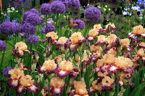 Iris 'Come Away with Me'~Schreiner's Iris Gardens, Oregon | Iris ...