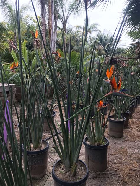 Strelitzia juncea — Leafless Bird of Paradise — @ Sea Crest Nursery