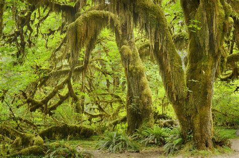 Hoh Rain Forest Olympic National Park - Alan Crowe Photography