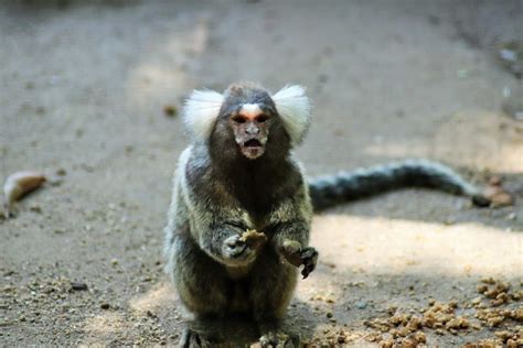 Common Marmoset (Callithrix jacchus) - ZooChat