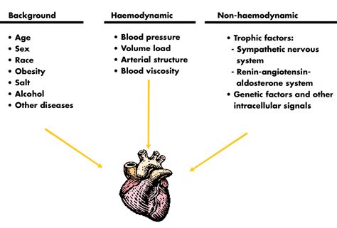 Left ventricular hypertrophy in hypertension: its arrhythmogenic potential | Heart