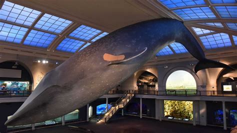 Only Three Days Left to Get Vaccinated Under NYC Museum’s Blue Whale – NBC New York