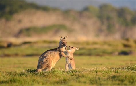 Australia's animals - Tourism Australia