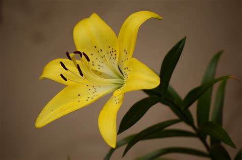 A Small, Sunny Garden: Wordless Wednesday: Yellow Lilies