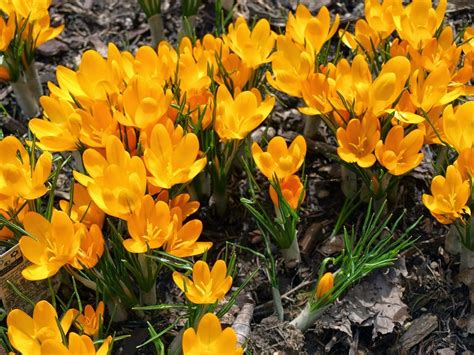 20 CROCUS GOLDEN YELLOW BULBS CROCUS X LUTEUS (YELLOW MAMMOTH ...