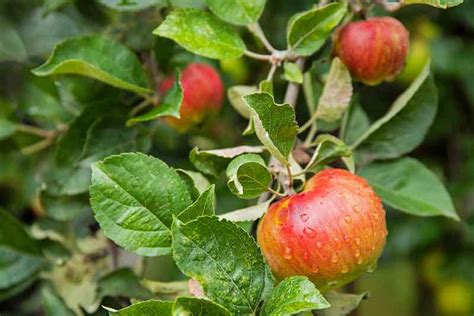 All About Jonathan Apples - Minneopa Orchards