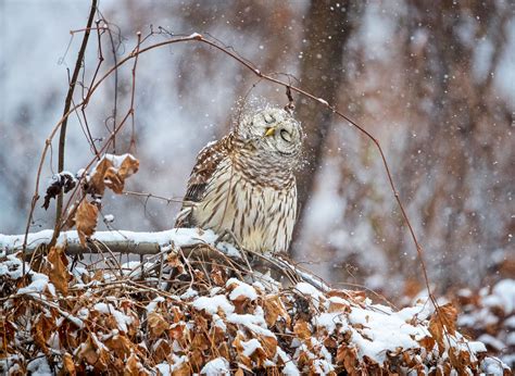 10 Fun Facts About the Barred Owl | Audubon