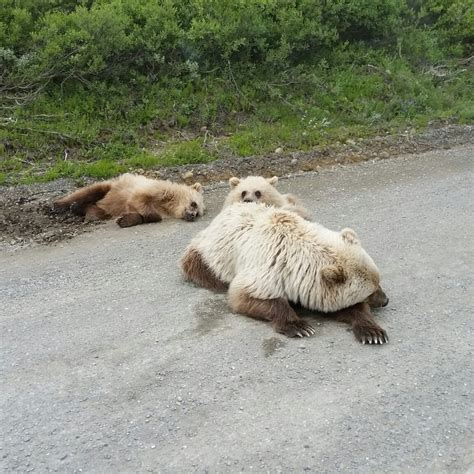 What Wildlife There is to be Seen | Camp Denali