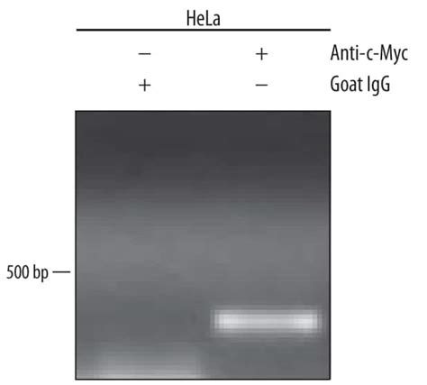 c-Myc Antibodies: Novus Biologicals