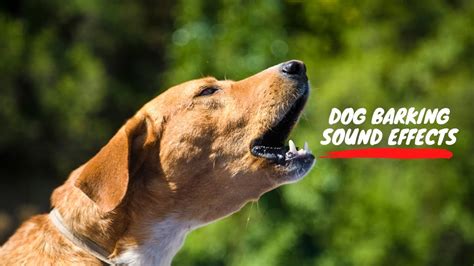 Dog Barking: Dog Barking Sound Effect| Dog Sound Effect| Dog Bark Sound Effect| Dog woof - YouTube