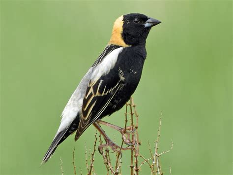 Bobolink - eBird