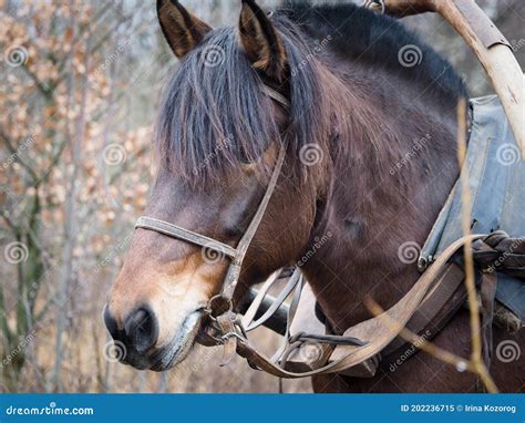 Working draft horse stock image. Image of animal, cute - 202236715