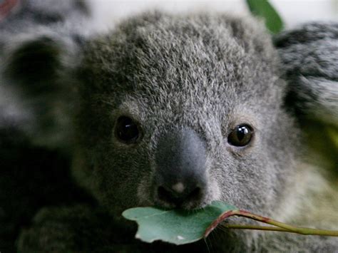 An Australian dog saved a baby koala's life by snuggling with it — and ...