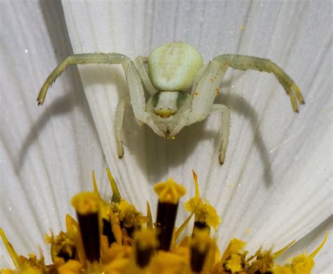 BugBlog: Thomisidae: Crab spiders