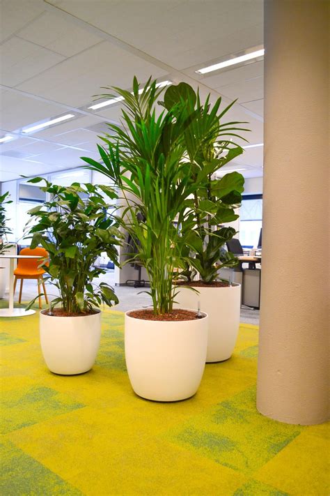 Kantoorplanten voor in een kantoortuin #kantoortuin #kantoorbeplanting #interieurbeplanting # ...