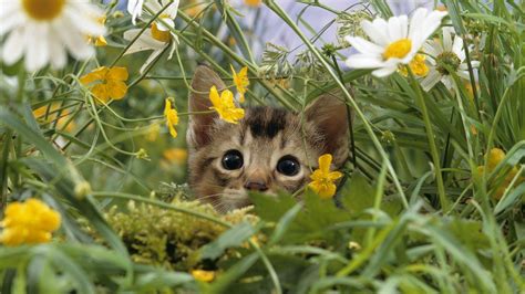 Spring Animals Wallpapers - Top Free Spring Animals Backgrounds ...