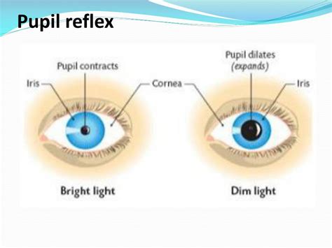 PPT - The Eye: Structure & Function PowerPoint Presentation, free download - ID:2273584