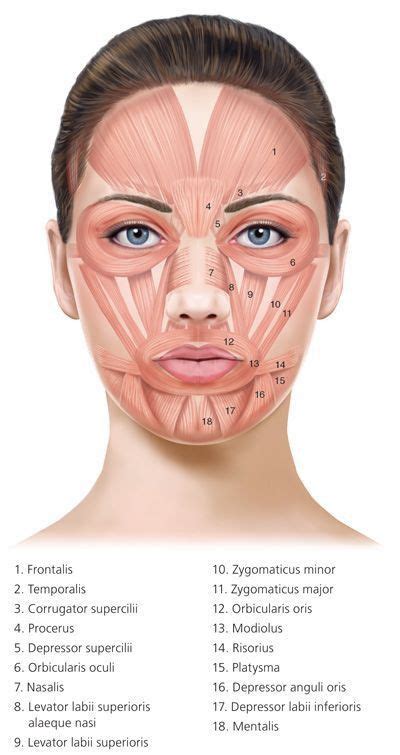 Resultado de imagem para botox injection sites diagram | Facial aesthetics, Facial wrinkles ...