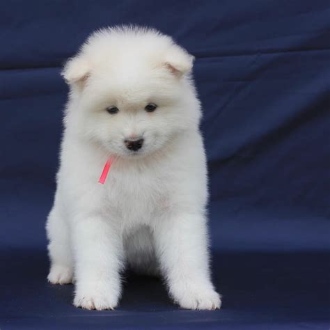 samoyed puppies for sale - Samoyed Puppies For Sale