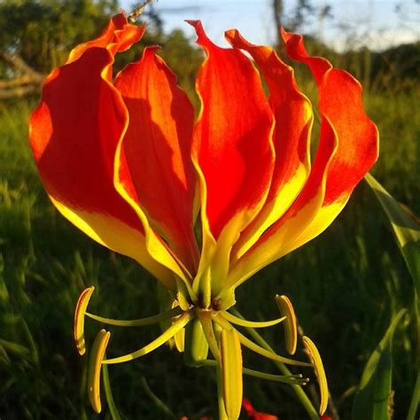 Flame Lily | Lily pictures, Flowers, Flowering trees