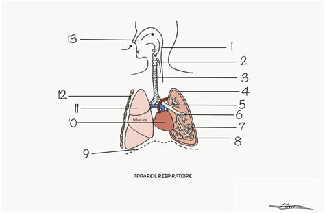 Appareil respiratoire - Fiches IDE