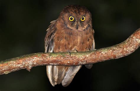 Scientists discover new species of owl full of diversity in Africa ...