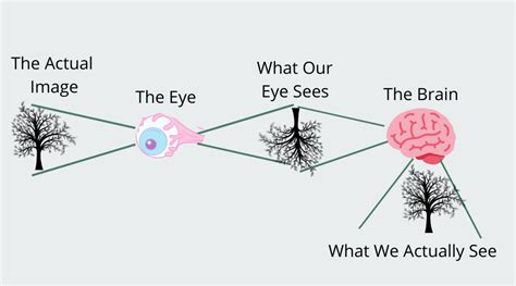 Human Eye Diagram, How The Eye Work -15 Amazing Facts of Eye