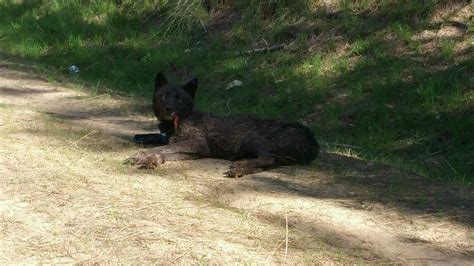 Two new wolf packs confirmed on Colville Indian Reservation | The ...