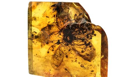 How amber creates exquisite fossils