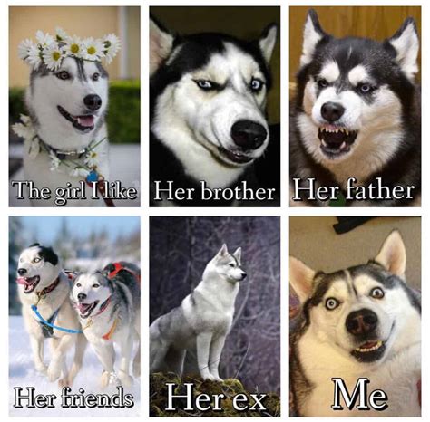 30 Best Husky Jokes - The Internet's Best Puns & Memes