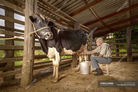 Senior man milking cow in barn. — farm animal, one person - Stock Photo | #161672420