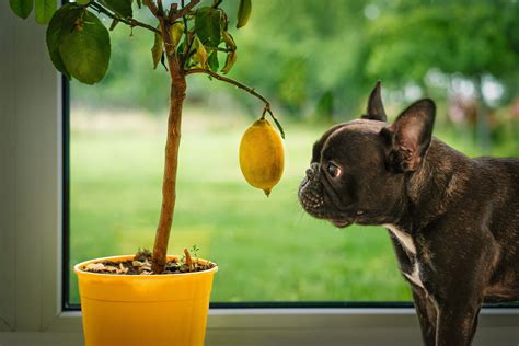 Can Dogs Have Lemon? What to Know About This Citrus Fruit – The Native Pet