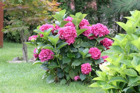 35 Hydrangea Garden Ideas (PICTURES) - Home Stratosphere