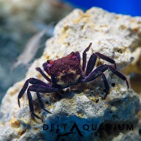 Purple Vampire Crab UK Buy Online from Delta Aquarium