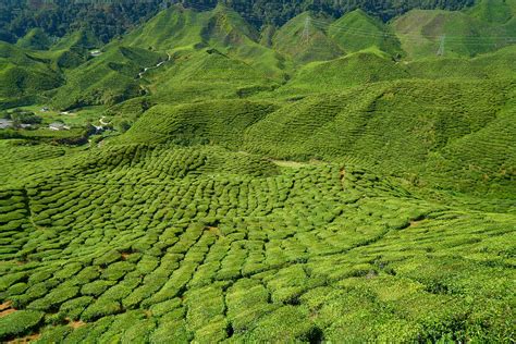 How Is Tea Grown? The Story of Tea From Harvest to Cup